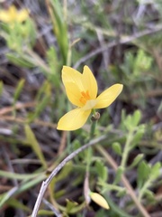 Sisyrinchium vaginatum