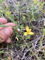 Sisyrinchium vaginatum