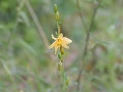 Echeandia flavescens