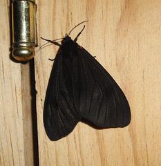 Dysschema leucophaea