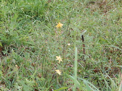 Echeandia flavescens