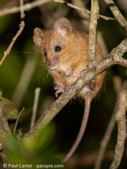 Dendromus mesomelas
