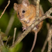 Climbing Mice - Photo (c) Paul Carter, some rights reserved (CC BY-NC), uploaded by Paul Carter