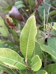 Lithraea brasiliensis