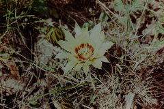 Echinocereus papillosus