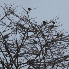 Passer domesticus