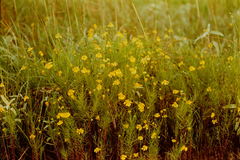 Helenium amarum