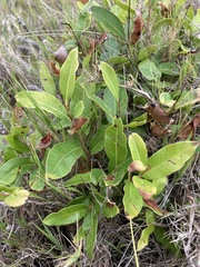 Lithraea brasiliensis