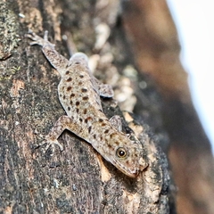 Gonatodes vittatus