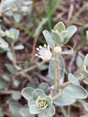 Croton nitrariifolius