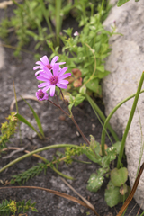 Senecio cymbalarifolius