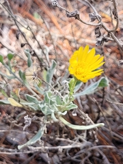 Chrysopsis floridana