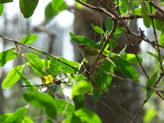 Orthotomus