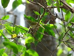 Orthotomus