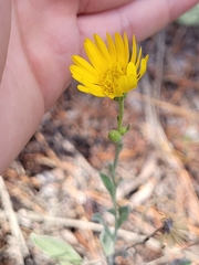Chrysopsis floridana