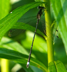 Lestes australis