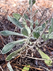 Chrysopsis floridana