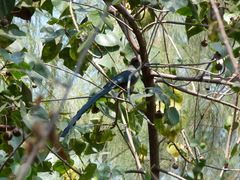 Phaenicophaeus tristis