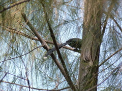 Phaenicophaeus tristis