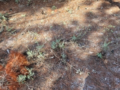 Chrysopsis floridana