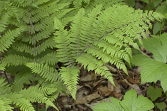 Athyrium sinense