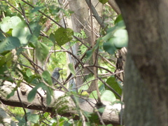 Dicrurus leucophaeus