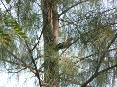 Phaenicophaeus tristis