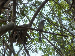 Dicrurus leucophaeus