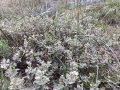 Croton nitrariifolius