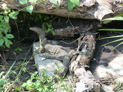 Varanus salvator macromaculatus