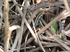 Eutropis longicaudata