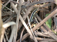 Eutropis longicaudata