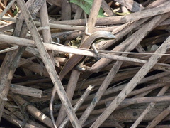 Eutropis longicaudata