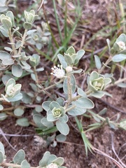 Croton nitrariifolius