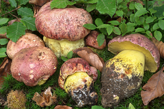 Butyriboletus regius