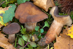 Lactarius serifluus