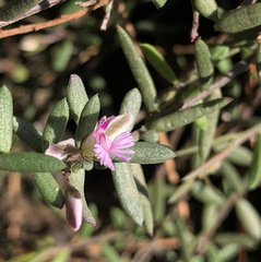 Polygala rupestris