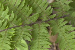 Athyrium sinense