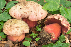 Rubroboletus rubrosanguineus