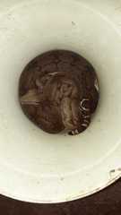 Boa constrictor constrictor