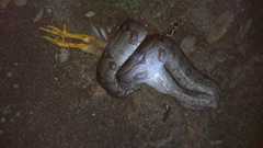 Boa constrictor constrictor