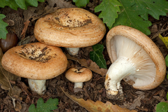 Lactarius zonarius