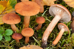 Lactarius lacunarum