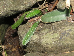 Selenicereus ocamponis