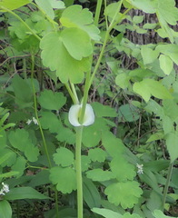 Thalictrum coriaceum