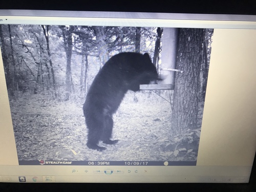 American Black Bear photographed in Arkansas