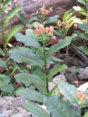 Euphorbia peritropoides