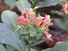 Euphorbia peritropoides