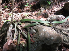 Selenicereus ocamponis