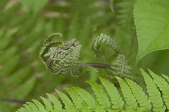 Athyrium sinense